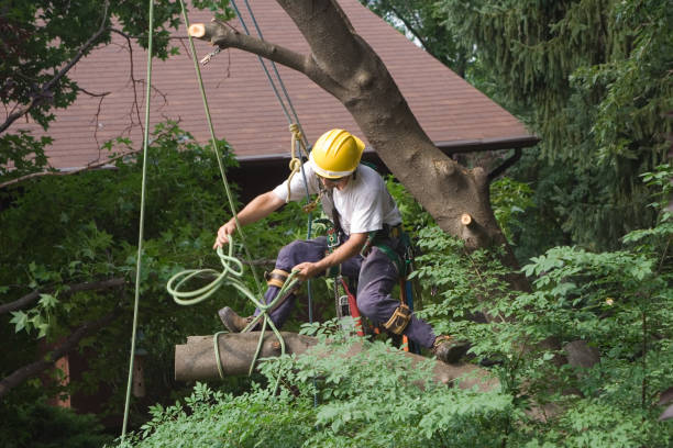 Best Fruit Tree Pruning  in Nicoma Park, OK