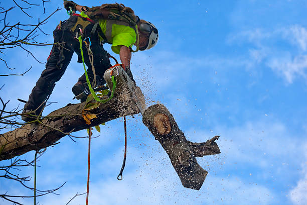 Best Leaf Removal  in Nicoma Park, OK